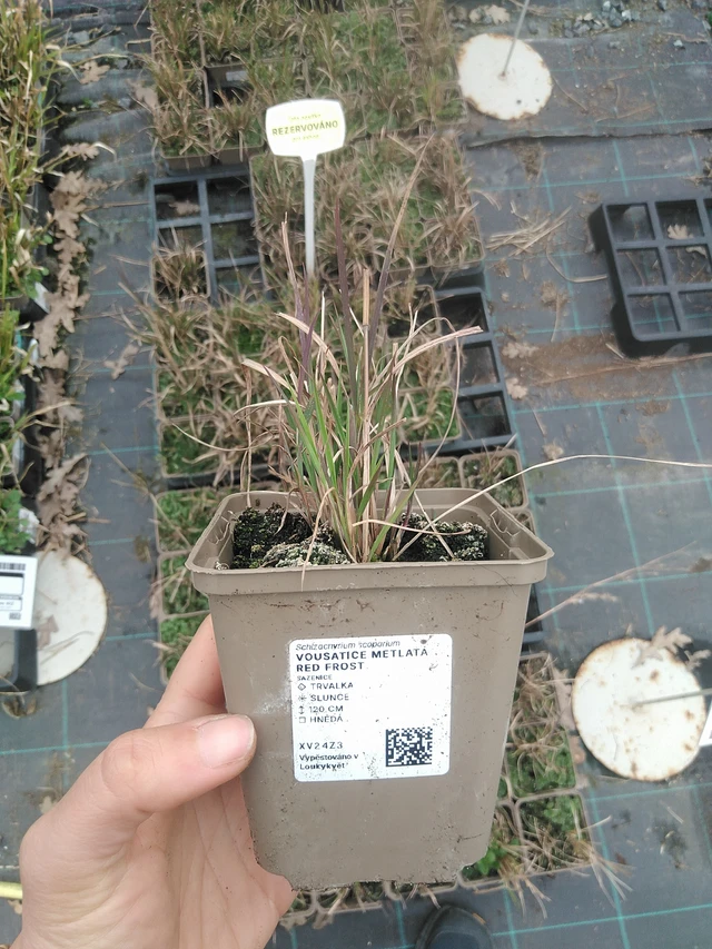 Vousatice metlatá Red Frost - 20. 4. 2026