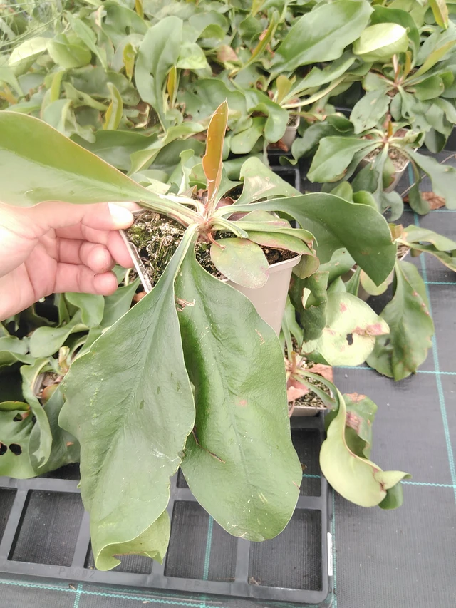 Statice Tennessee Pink - 21. 7. 2025