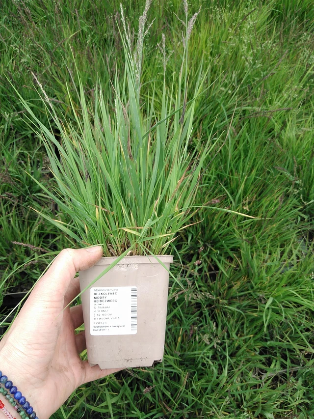 Siniheinä Heidezwerg - 9. 6. 2025