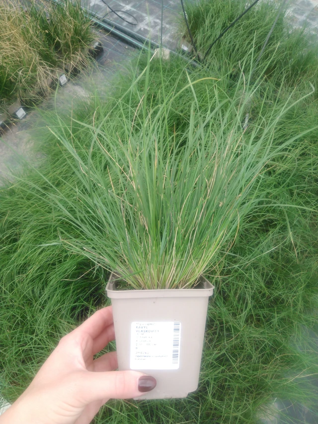 Töyhtövilja vláskovitý - 2024