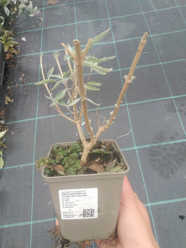 Perovskia Sterling Silver - 10. 10. 2025