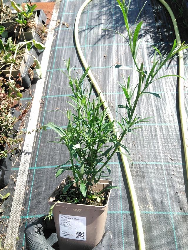 Aster Pink Star - 19. 8. 2025