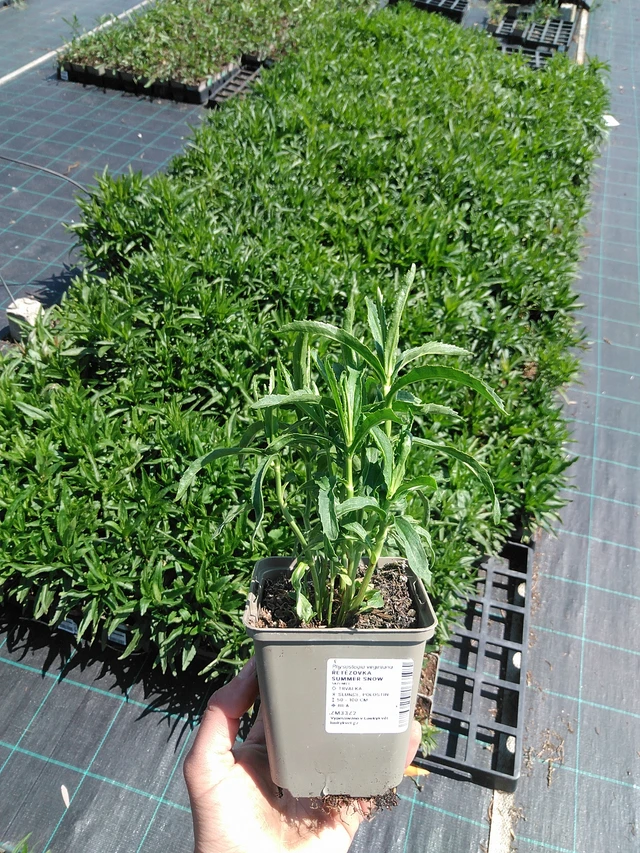 Lythrum Summer Snow - 13. 5. 2025