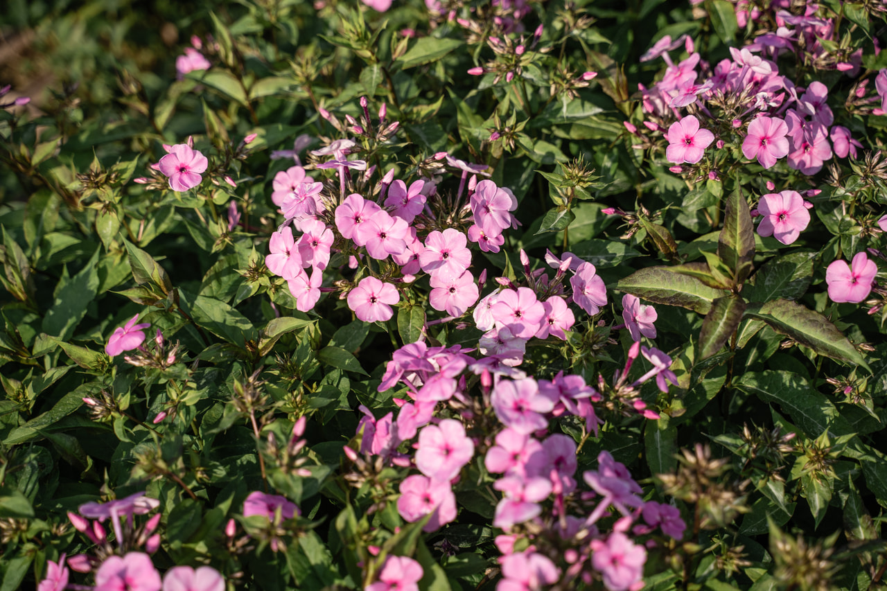 Lángvirág Minnehaha, Loukykvět