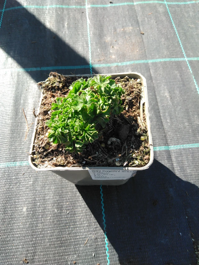 Sléz pižmový Alba - 3. 4. 2025