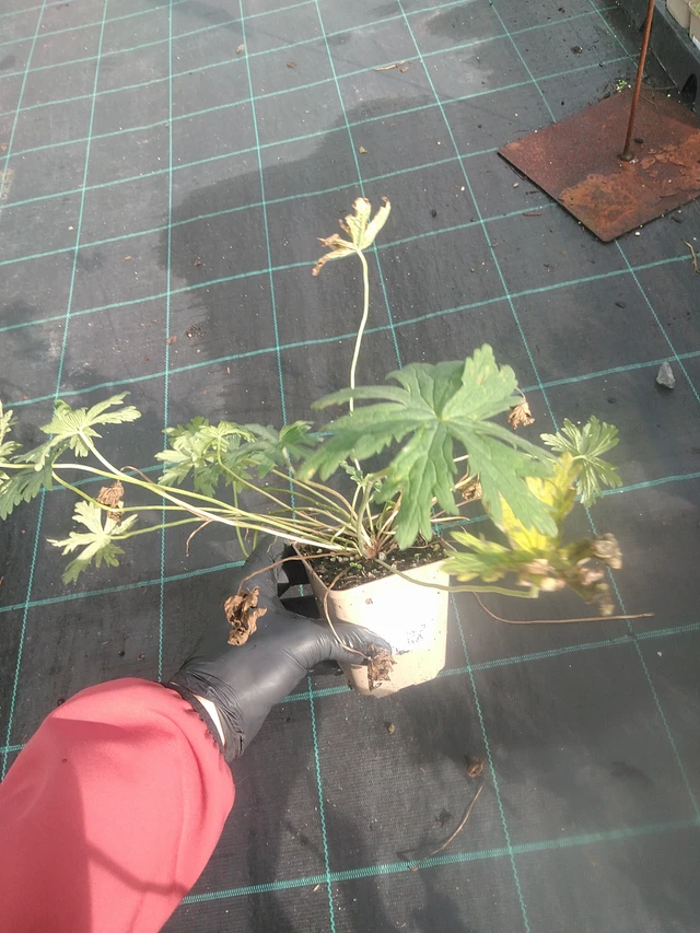 Kurjenpolvi Striatum - 13. 10. 2025