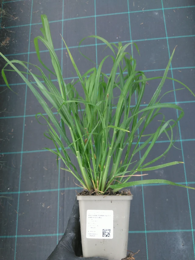 Dochan psárkovitý viridescens - 10. 7. 2025