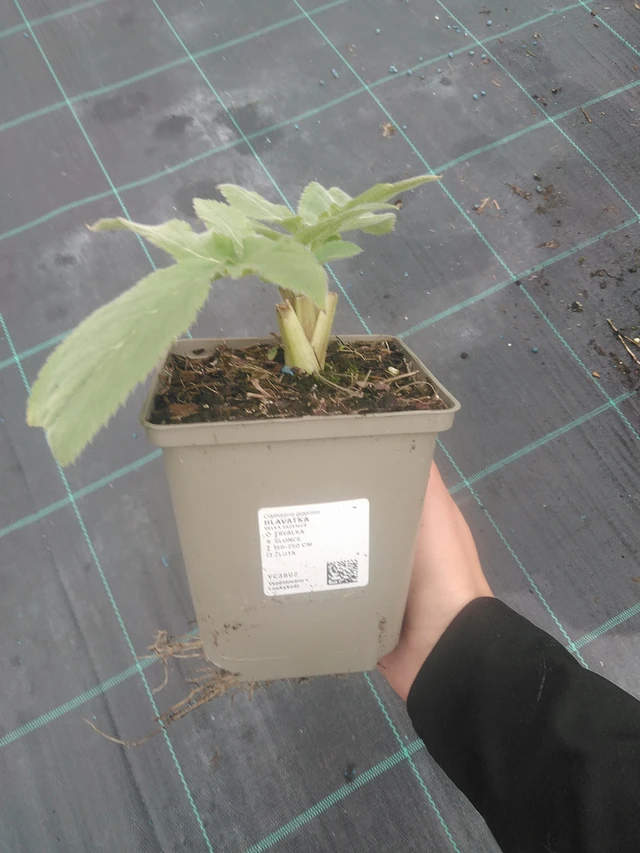 Cefalaria - 10. 10. 2025