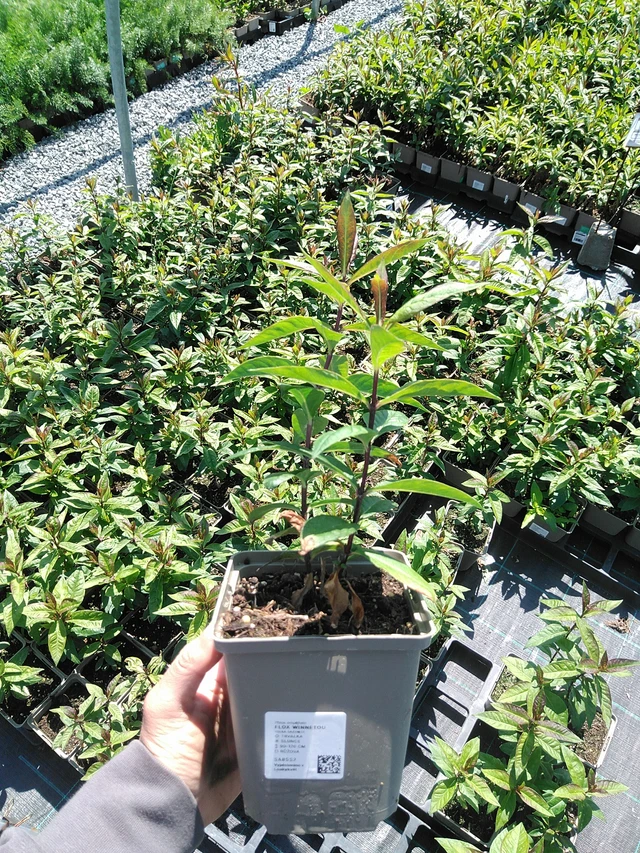 Flox Winnetou - 13. 5. 2025