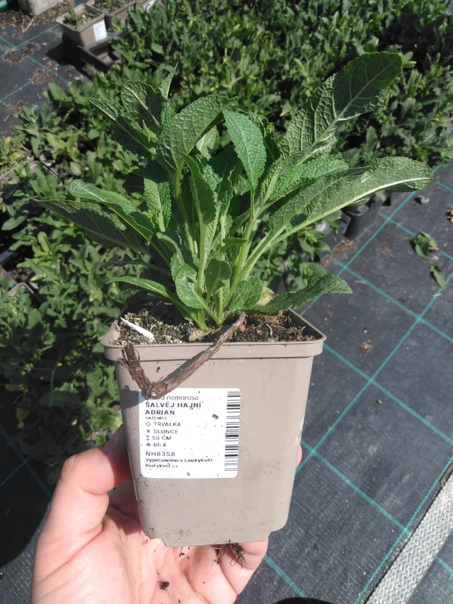 Salvia Adrian - 13. 5. 2025