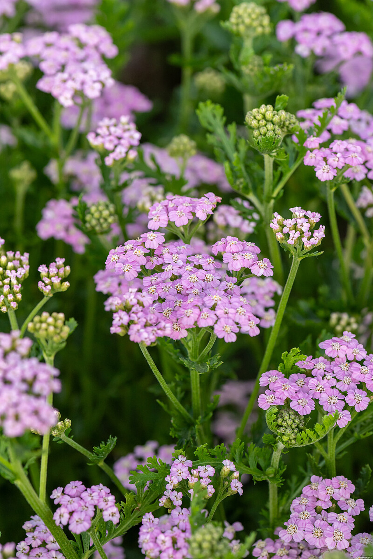 Řebříček Lilac Beauty, Loukykvět
