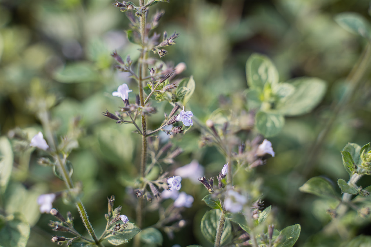 Hegyi pereszlény Lila Riese, Loukykvět