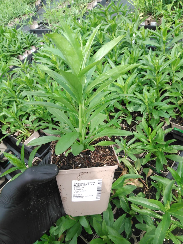 Fisostegia Alba - 2024