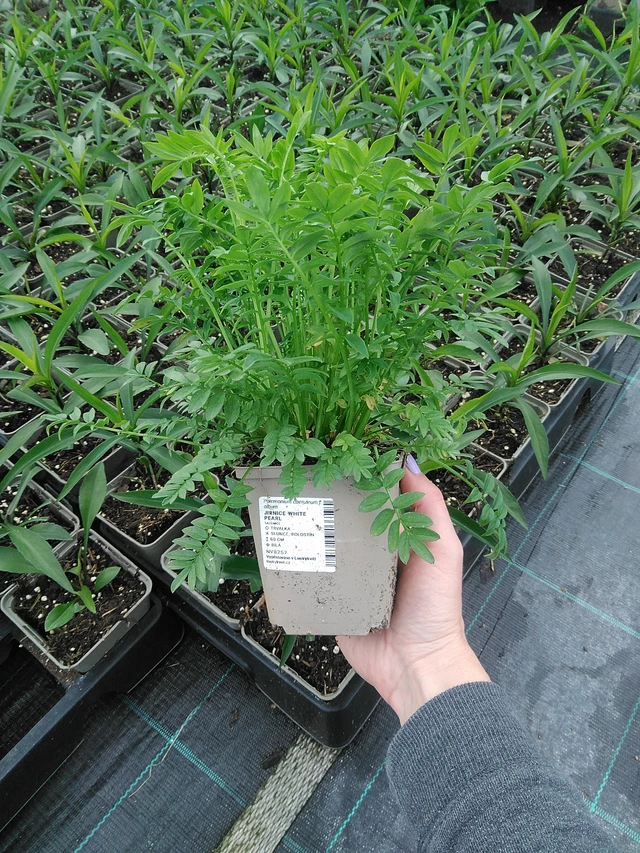 Astrantia White Pearl - 9. 6. 2025