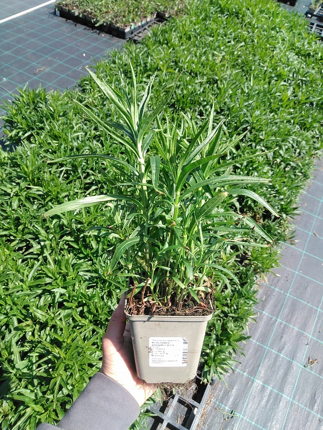 Lythrum Bouquet Rose - 13. 5. 2025