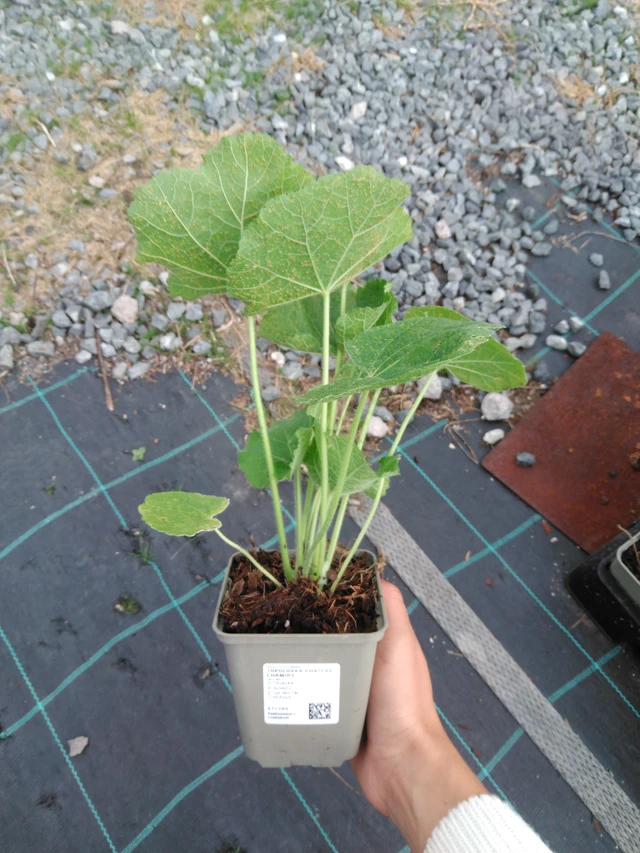 Malva Chaters Chamois - 11. 9. 2025