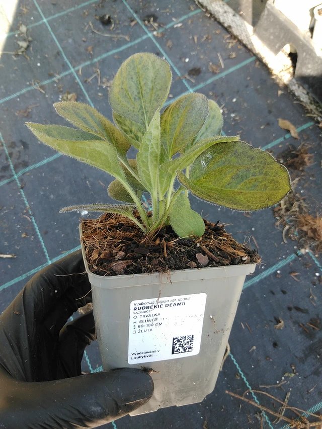 Rudbeckia Deamii - 19. 8. 2025