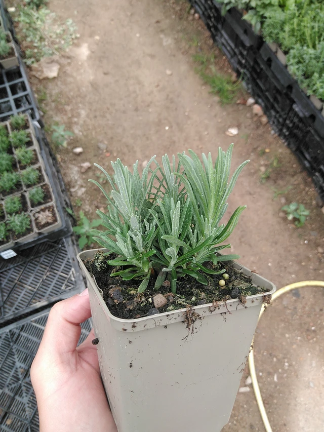 Lavender Rosea - 8. 7. 2025