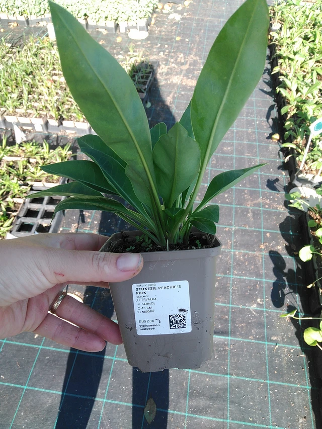 Stokkesia Peachie's Pick - 19. 8. 2025