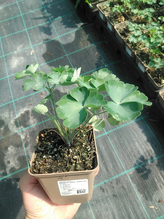 Columbine Rose Barlow - 30. 6. 2025