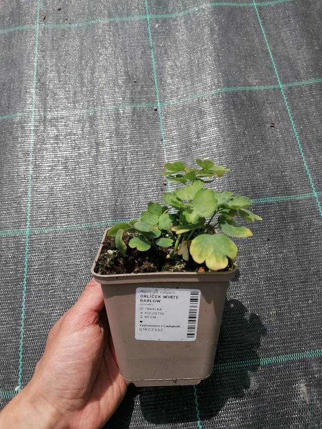 Orlíček White Barlow - 2024