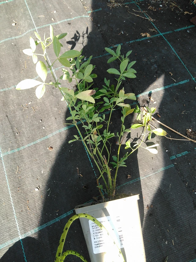 Altramuz - 19. 8. 2025