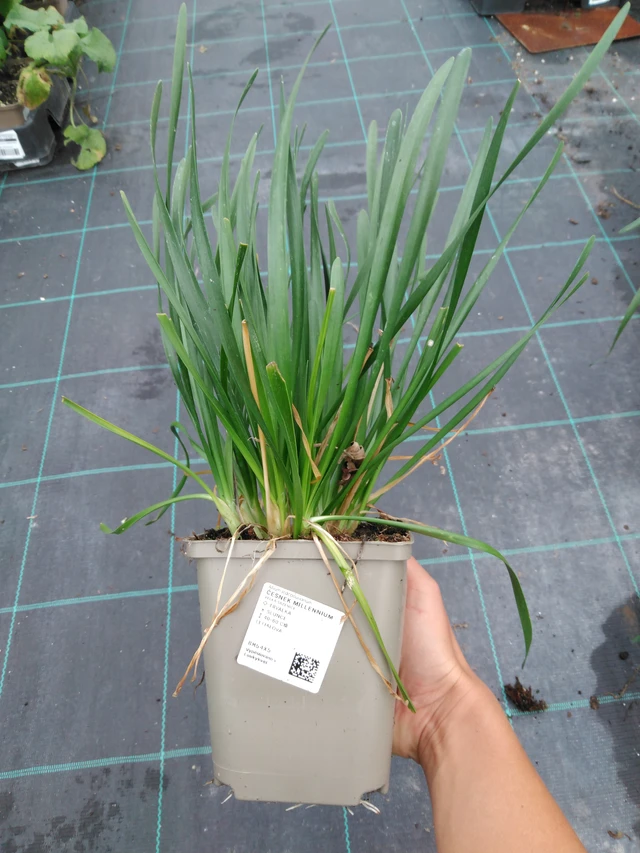 Laukka Millennium - 10. 9. 2025