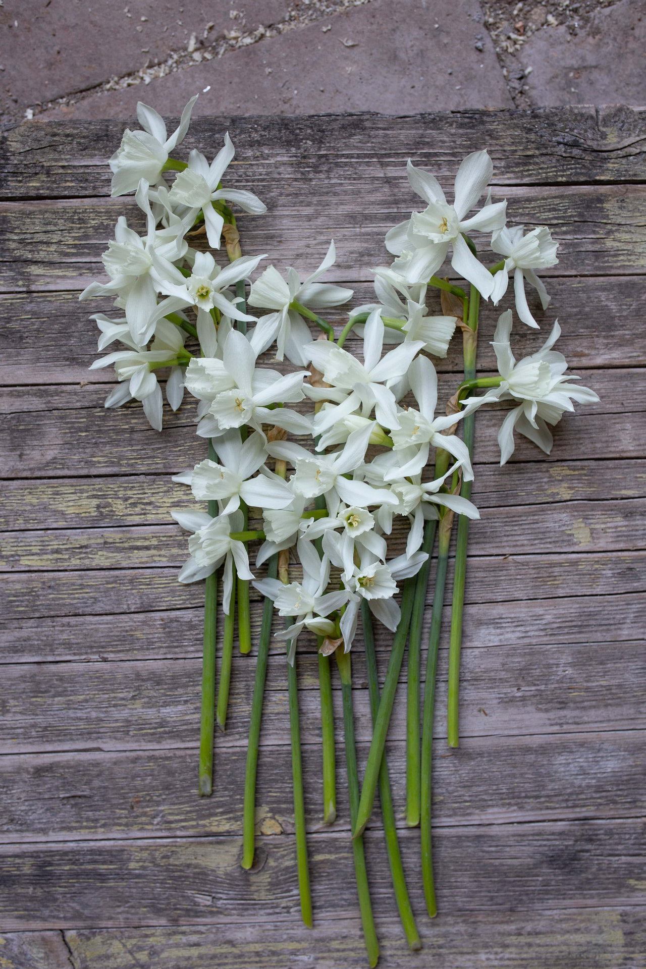 Narcis Thalia, Loukykvět