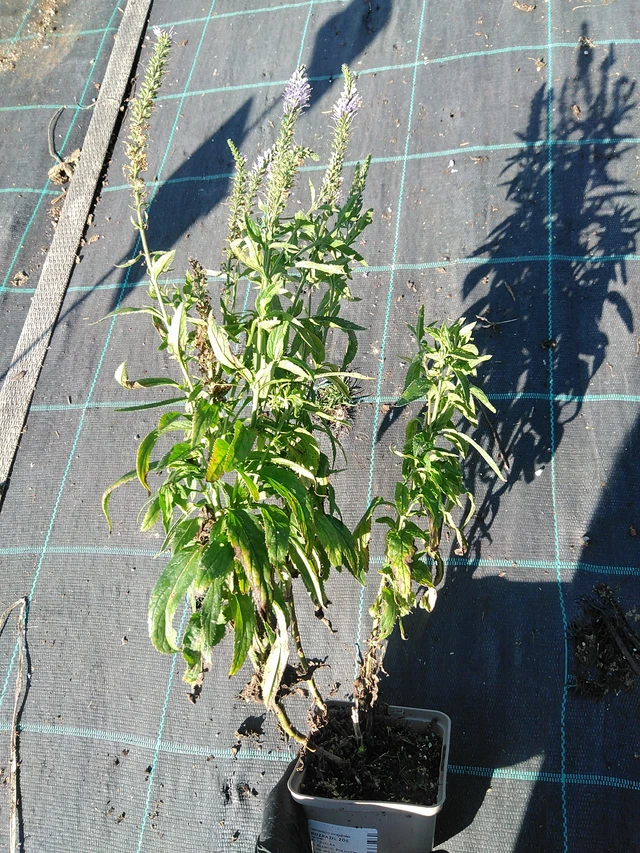 Verónica Zöe - 19. 8. 2025