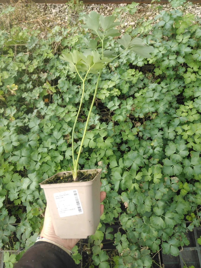 Akvileija Nora Barlow - 2024