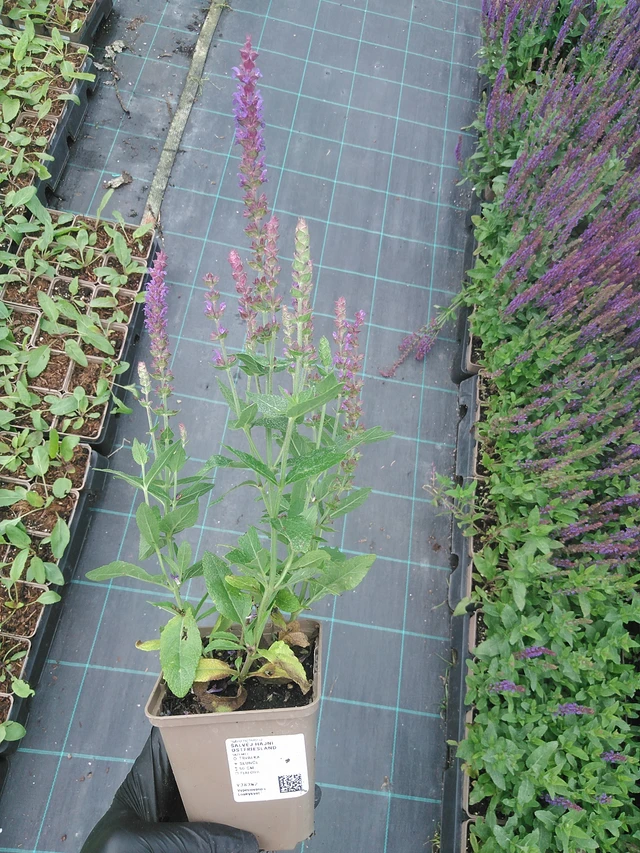 Šalvěj hajní Ostfriesland - 4. 8. 2025