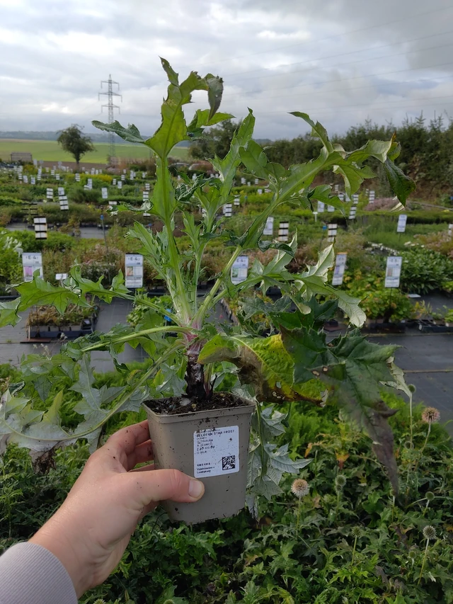 Sinipallo-ohdake Star Frost - 9. 10. 2025