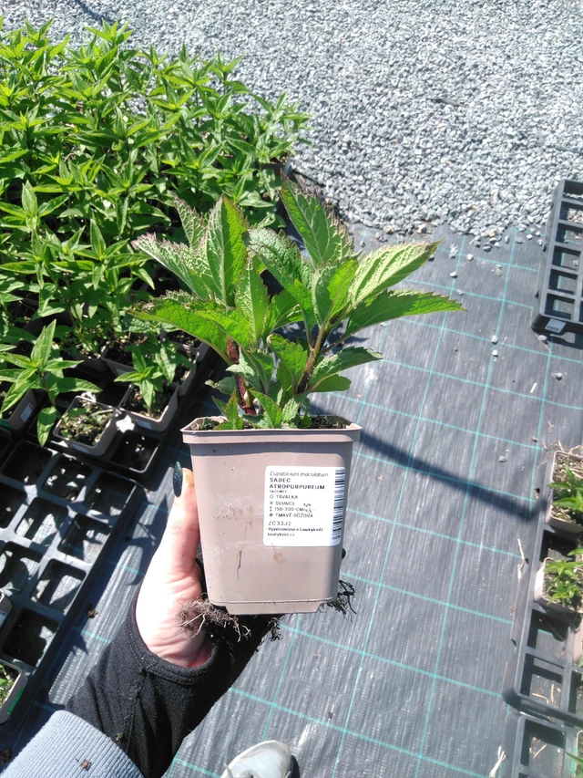 Maitohorsma Atropurpureum - 13. 5. 2025