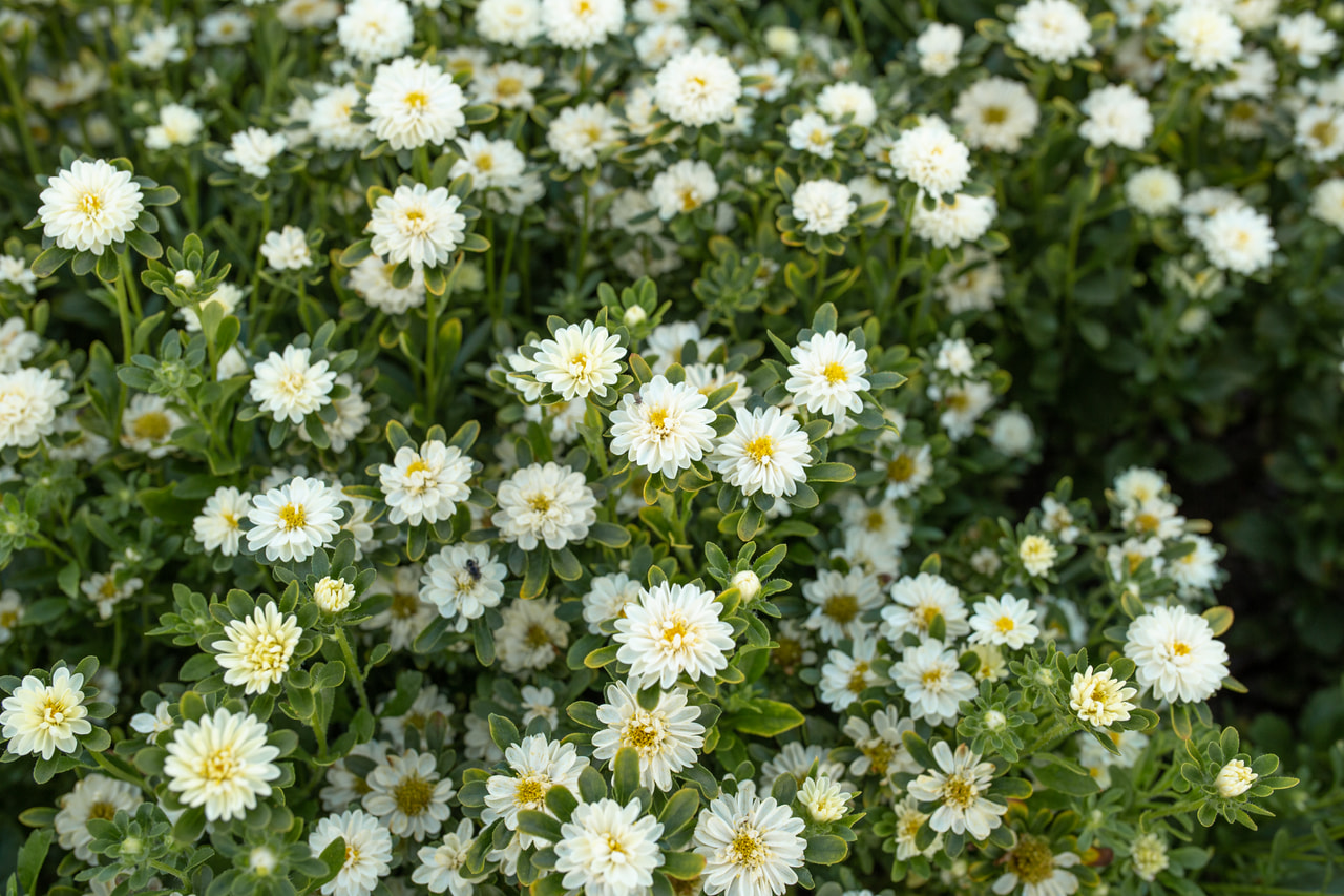 Astra Serenade White, Loukykvět