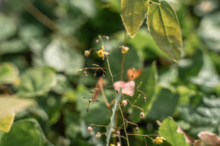 Škornice Lilac Bicolor, Loukykvět