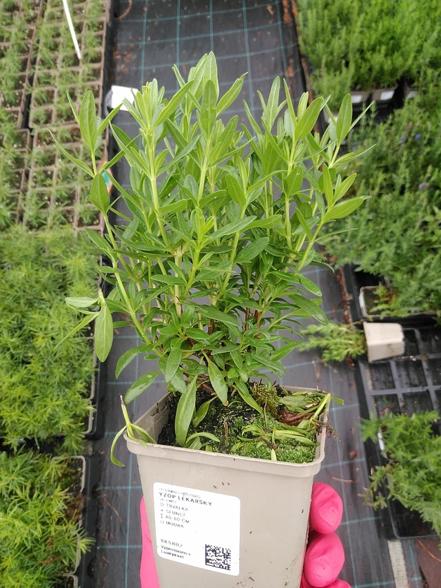 Hyssop officinalis - 8. 7. 2025