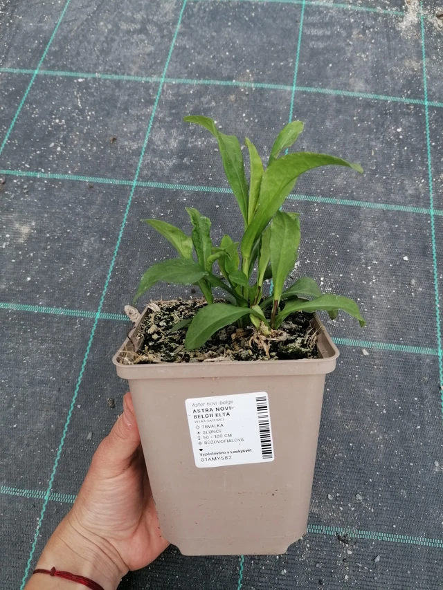 New York Aster Elta - 2024