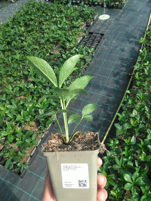 Čemeřice Double Ellen Peach - 20. 6. 2025