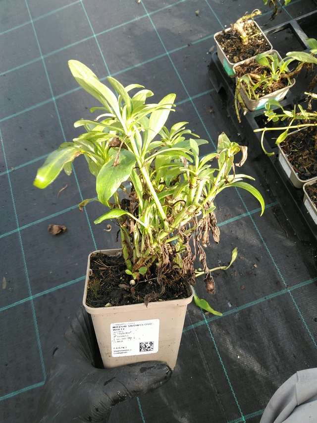 Baby's Breath Snowcloud White - 31. 10. 2025