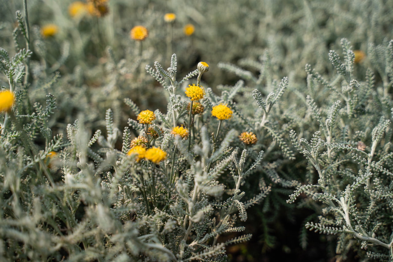 Hamvas cipruska, Loukykvět