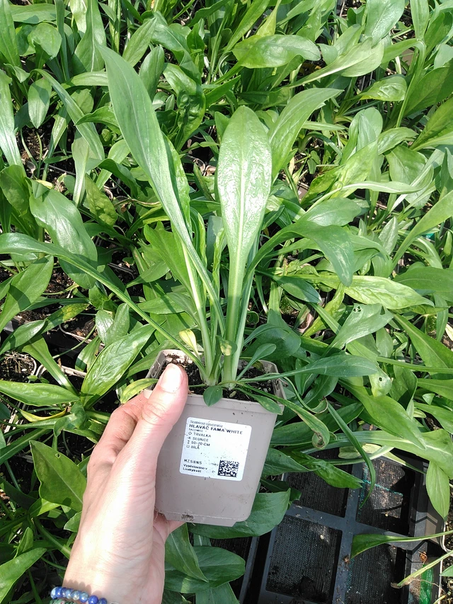 Hlaváč Fama White - 9. 6. 2025