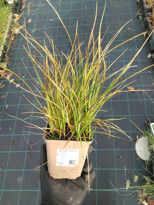 Veenpluis - 31. 10. 2025