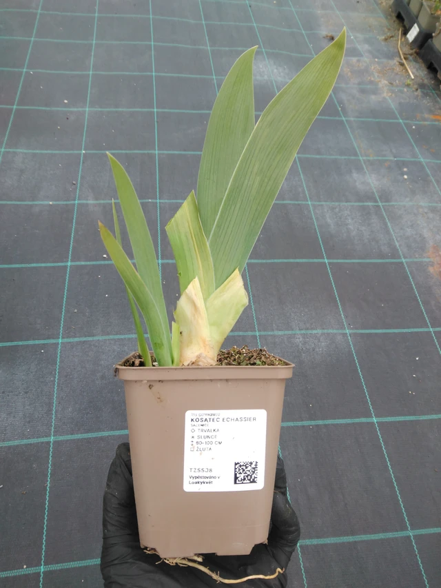 Kosatec Echassier - 1. 4. 2026