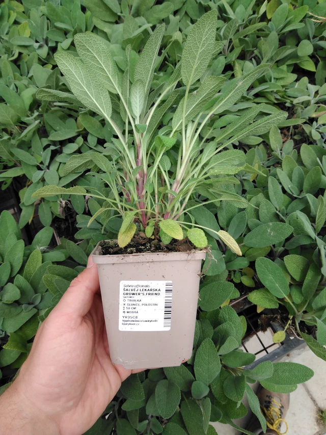 Szałwia lekarska Grower's Friend - 2024