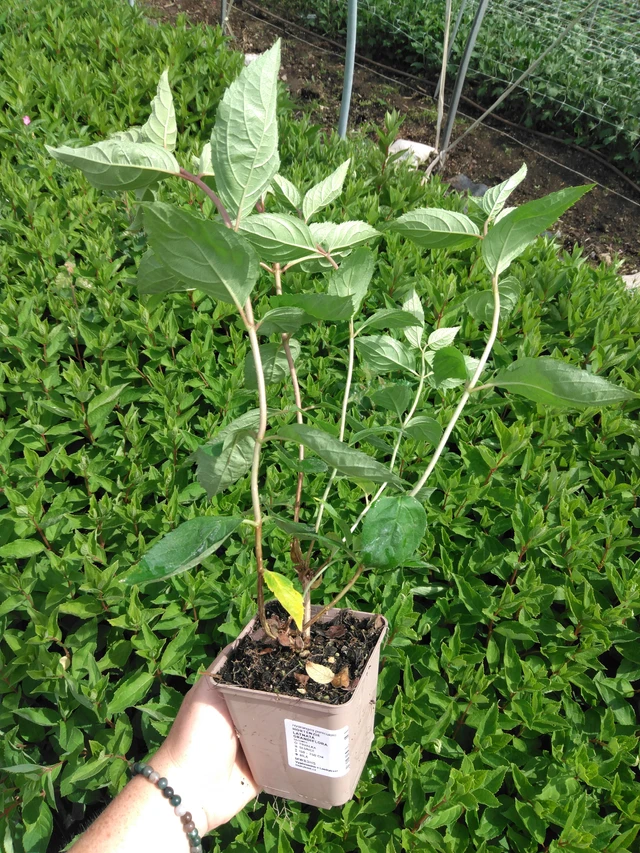 Hortensia Grandiflora - 2024