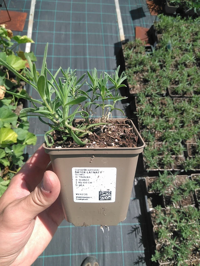 Paniculata - 24. 6. 2025