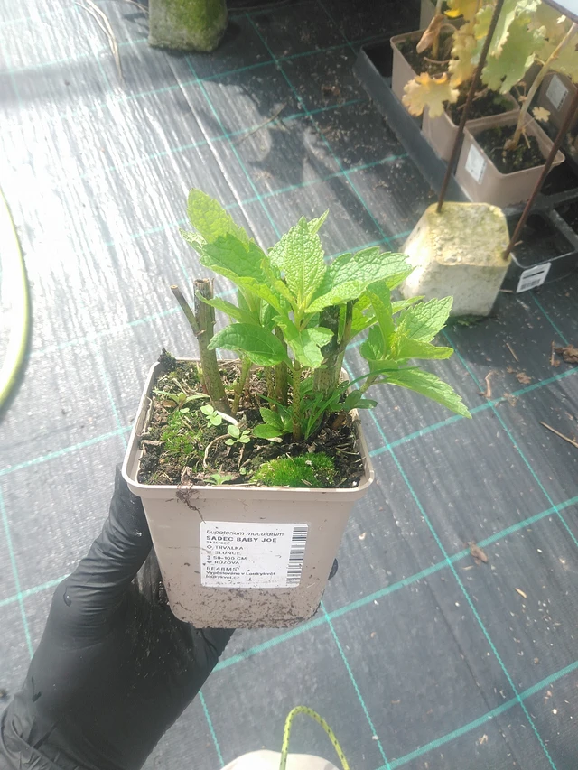 Punavirma Baby Joe - 10. 9. 2025