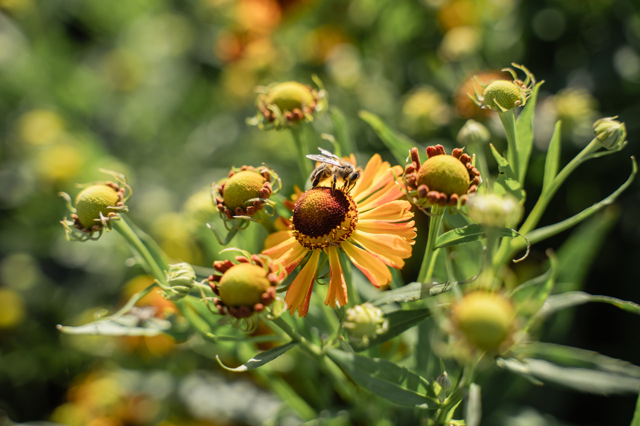 Napfényvirág Helena Red Shades, Loukykvět