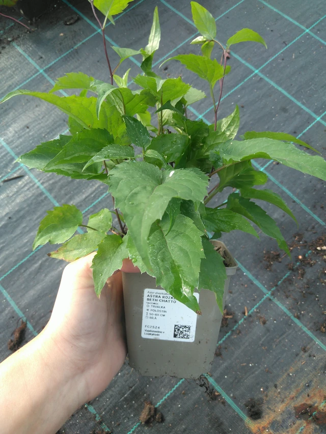 Astra rozkladitá Beth Chatto - 11. 7. 2025