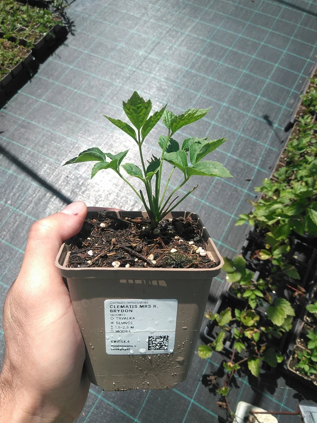 Clematis Mrs R. Brydon - 24. 6. 2025